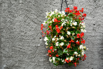 Close-up of a hanging pot with white and red begonia plants against a grey concrete wall, Italy