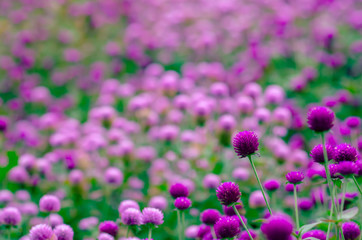 Obraz premium Focus and blurred of Pink color Globe Amaranth or Bachelor Button flowers and background.
