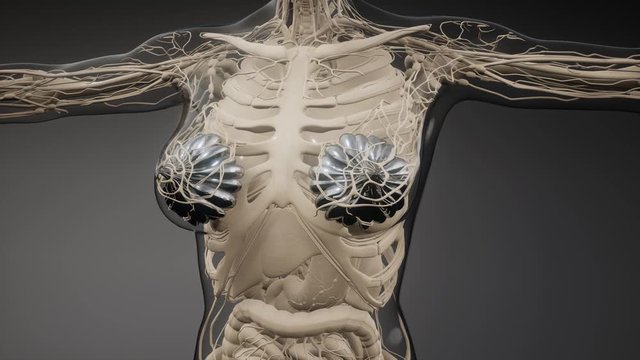 3d rendered medically accurate illustration of an obese womens mammary glands