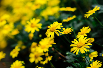 Focus and blurred of Golden daisy bush flower and background.