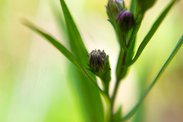 Obraz premium Budding