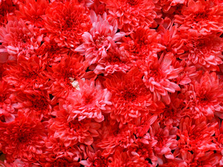 Red Chrysanthemum flowers as a background.Flowering Chrysanthemums in an autumn garden.Seamless floral pattern.Selective focus.