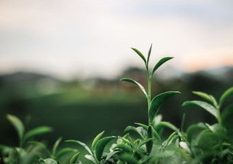 Beautiful Green Tea Leaves on Plantation