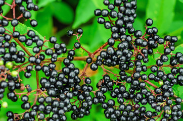 Bunches of ripe black elderberry in the forest. Medicinal plants