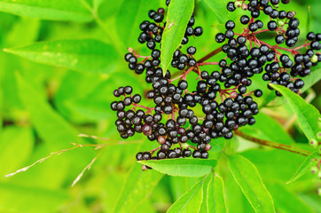 Bunches of ripe black elderberry in the forest. Medicinal plants