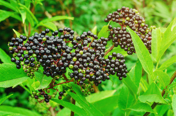 Ripe berries of black elderberry bunch on bushes in the forest a
