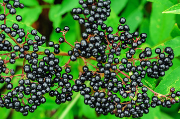 Bunches of black elderberry among green leaves. Harvest of medicinal plants.
