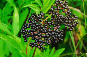 Bunches of black elderberry among green leaves. Harvest