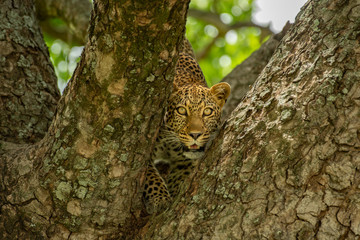 Leopard on the tree