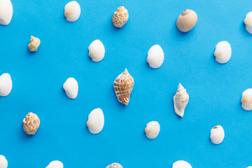 sealife and summer concept - different sea shells on blue background