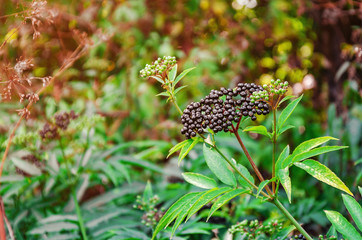 Bunches of black elderberry among green leaves. Harvest of medicinal plants.