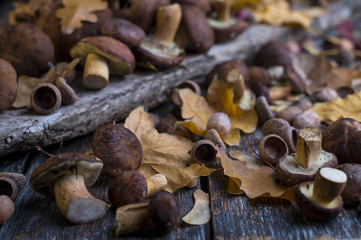 Close up yellow leaf and wild mushroom on a wood.