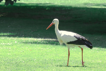 Weißer Storch auf der Wiese, Ciconia ciconia