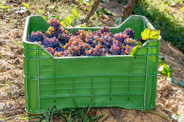 Green plastic box full of bunches of black grapes resting on the ground in the vineyard during the harvest