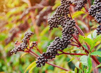 Elderberry black berries in the woods. Autumn