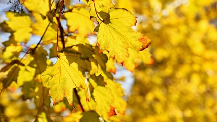 Naklejka na ściany i meble Beautiful colorful autumn leaves on tree. Colorful nature background and concept for autumn season.