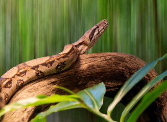 Wood colored snake with pints or brown designs, with the head raised, rolled up on a branch, on a green background and some leaves in the foreground
