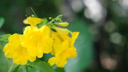 Yellow flowers in the garden