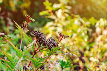 Bunches of black elderberry among green leaves. Harvest of medic