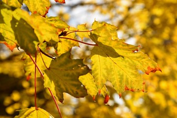 Beautiful colorful autumn leaves on tree. Colorful nature background and concept for autumn season.