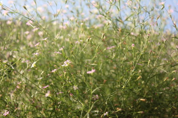 Fototapeta premium Pink white flowers