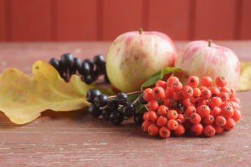 Naklejka na ściany i meble Autumn still life of autumn apples and bunches of mountain ash, side view