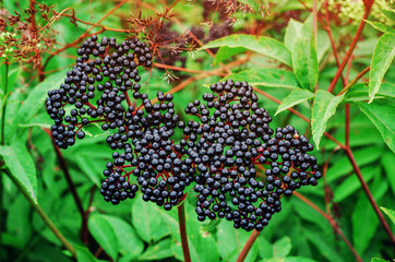 Black elderberry in the forest in the sun. Autumn harvest, natural medicine, tea