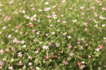 Fototapeta premium White flowers and green leaves in the garden.