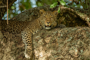 Leopard on the tree