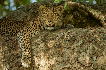 Leopard on the tree