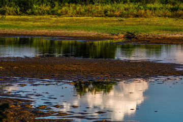 at the Luangwa river