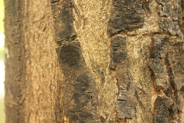 Dark brown bark texture