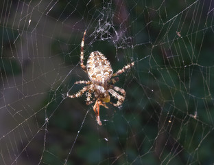 A spider attacks its victim in the center of a huge web on a background of green leaves