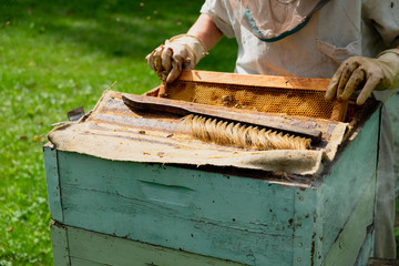 Gloved beekeeper takes out beehive frames