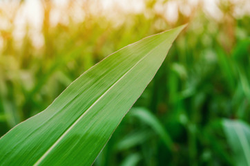 Green leaf of corn on a field background. Selected Varieties