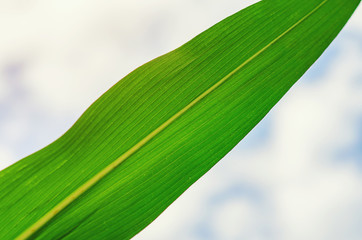 Green leaf of corn against the sky. Selected Varieties © Todayphoto