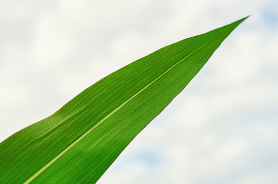Green leaf of corn against the sky. Selected Varieties