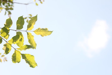 Green leaves in the garden