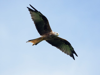 Red kite, Milvus milvus