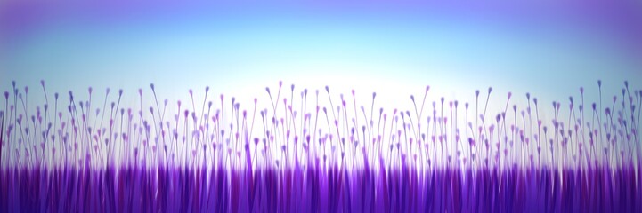 Grasfeld Sonnenuntergang