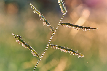 The grass in the warm light