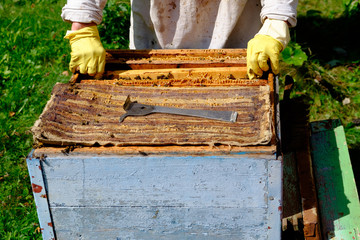 The beekeeper takes out the frames from the beehive