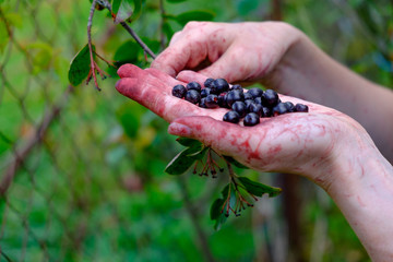 Side view of a girl picking rowan berries in a palm