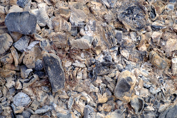 Coals and ashes of a burned tree, close-up, textured