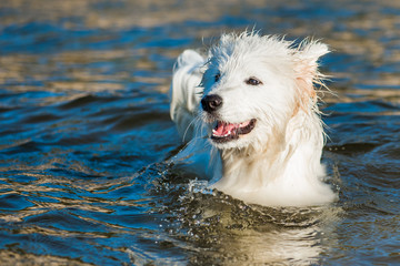 White dog Samoyed walks on the shore of the Baltic Sea