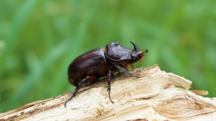 beetle on tree (Oryctes nasicornis)