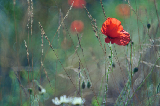 Red corn poppy on field
