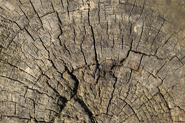 Old woody brown stump lit by the sun, closeup, texture