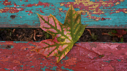 colorful maple leaf on the old colored bench