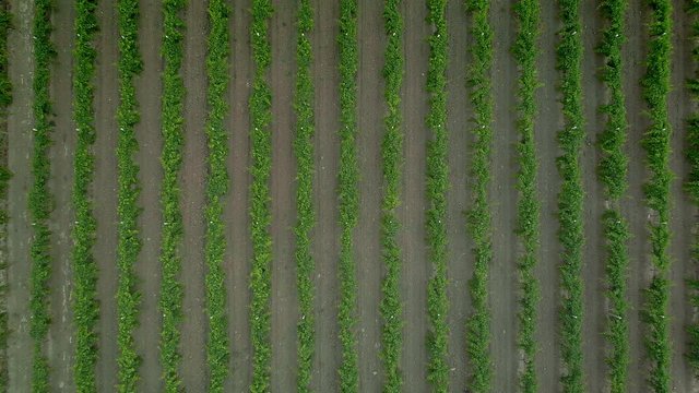 Aerial drone video of Vineyard - grape vines field for wine. Top down view of Countryside farm fields showing viticulture.